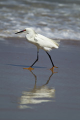 Snowy egret casts reflection in water.