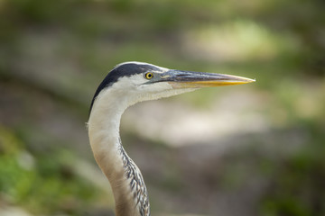 Close up of heron.