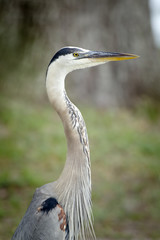Portraiture of great blue heron.