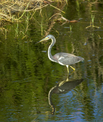 Heron wading through water.