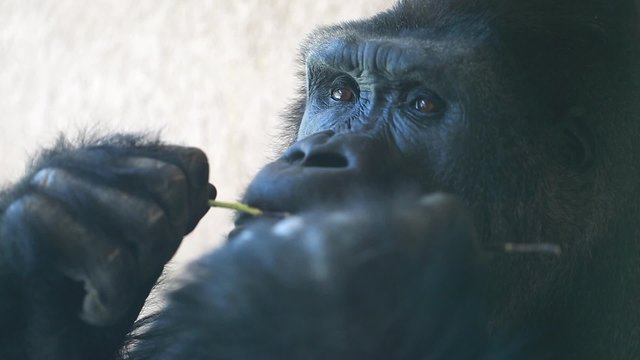 a large gorilla