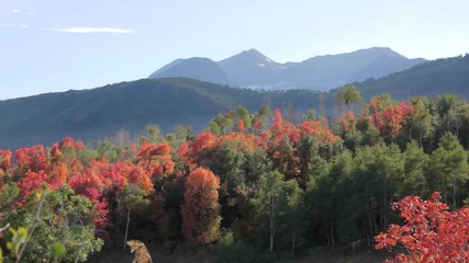 Fall Leaves Below the Mountain Dolly Shot