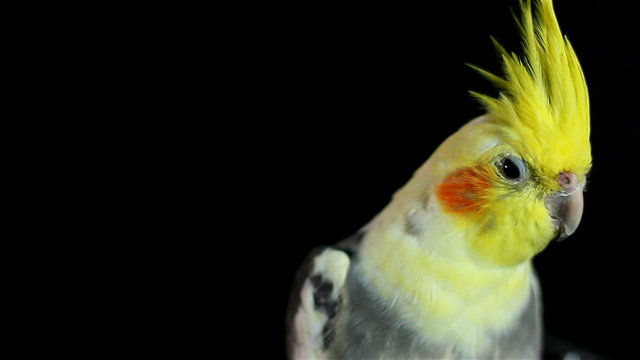 Beautiful Cockatiel on black background