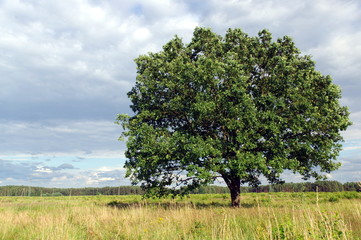 Fototapeta na wymiar Drzewo na wietrze.
