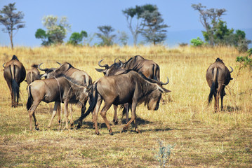 Obraz na płótnie Canvas Gnu in Masai Mara, Kenya