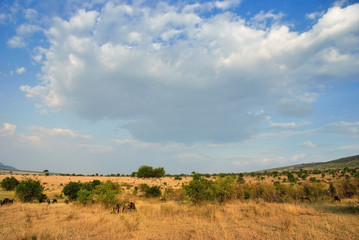 Fototapeta na wymiar Masai Mara, Kenya