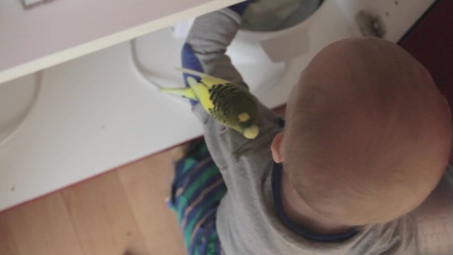 baby boy playing with his pet parakeet in kitchen