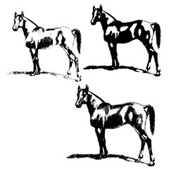 Arabian horse, horse, stallion. Set of silhouettes.