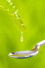Naturmedizin und Alternativmedizin mit Aleo vera als Heilpflanze