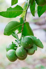 Thai green lemon Tree.