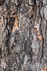 Trunk wood background