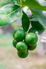 Thai green lemon Tree.