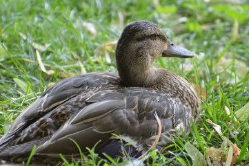 canard


