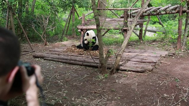 Photographer At The Giant Panda Breeding Research Center In Chengdu