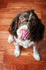 springer spaniel dog sticking out her tongue