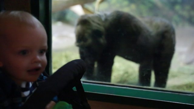 baby and mother watching gorilla