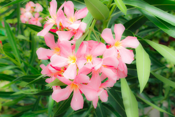 Sweet oleander