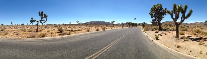 vista panoramica joshua tree
