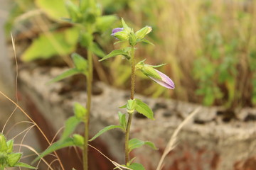 Glockenblume
