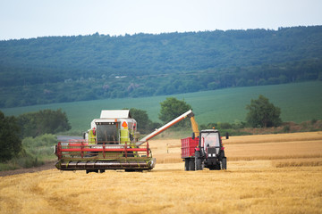Fototapeta premium Working Harvesting Combine in the Field of Wheat