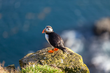 Atlantic puffin in Western Iceland