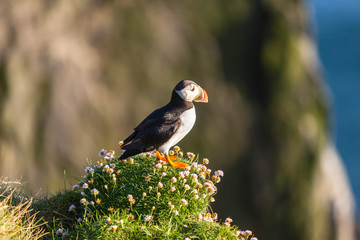 Atlantic puffin in Western Iceland