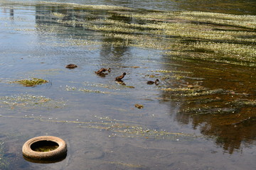 Problems of ecology in the river in Vilnius, wheels in water wild duck swim
