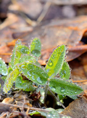  grass with dew drops