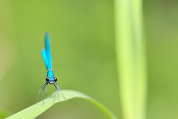 dragonfly in forest
