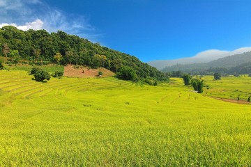 Rice Terraced Field in Chiangmai, Thailand