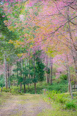 Sakura flowers