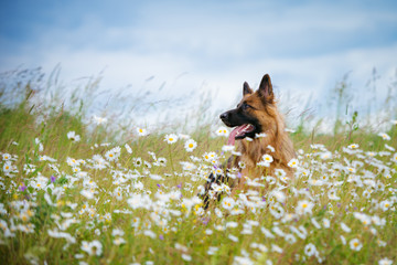 german shepherd dog portrait outdoors