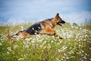 active german shepherd dog running outdoors