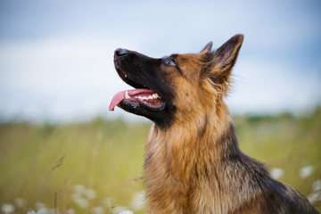 german shepherd dog portrait