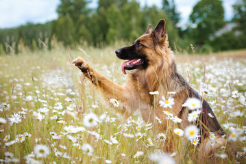 german shepherd dog with a paw in the air