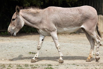 Somali wild ass (Equus africanus somaliensis).