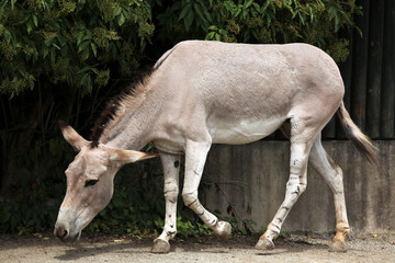 Naklejka na ściany i meble Somali wild ass (Equus africanus somaliensis).