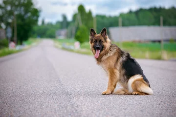 Crédence de cuisine en verre imprimé Chien german shepherd dog sitting on the road