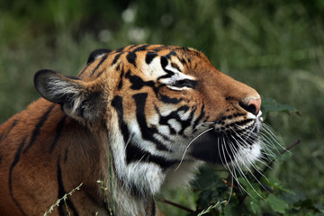 Malayan tiger (Panthera tigris jacksoni).