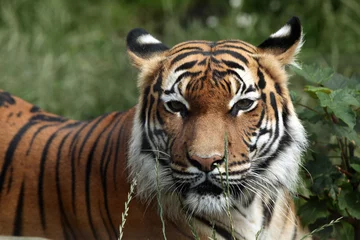 Afwasbaar Fotobehang Tijger Maleise tijger (Panthera tigris jacksoni).