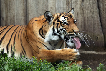 Malayan tiger (Panthera tigris jacksoni).