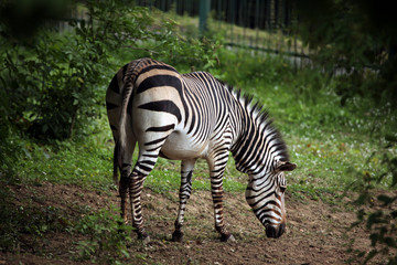 Hartmann's mountain zebra (Equus zebra hartmannae).