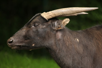 Lowland anoa (Bubalus depressicornis).