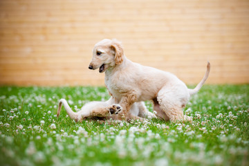two afghan hound puppies playing outdoors