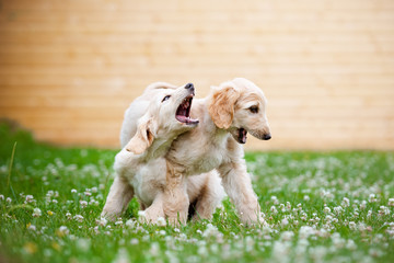 two afghan hound puppies playing together © otsphoto