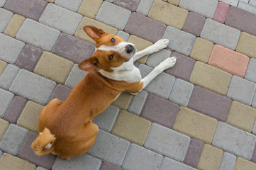 Basenji dog looking above lying on a street pavement