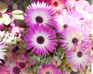 Bright white and pink gerbera