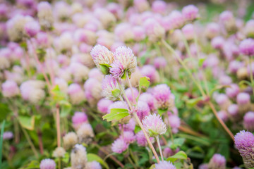 Pink flowers in garden