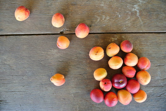 Ripe orange and red apricots scattered on the rustic wooden table; rural vintage concept. Shot from above. Concept of organic farming; fresh, natural, unprocessed fruit.