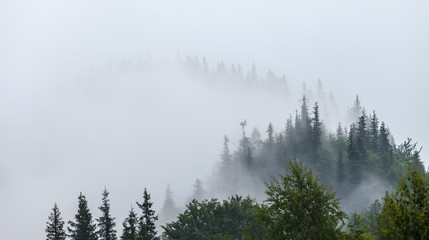 Misty morning in the Carpathians